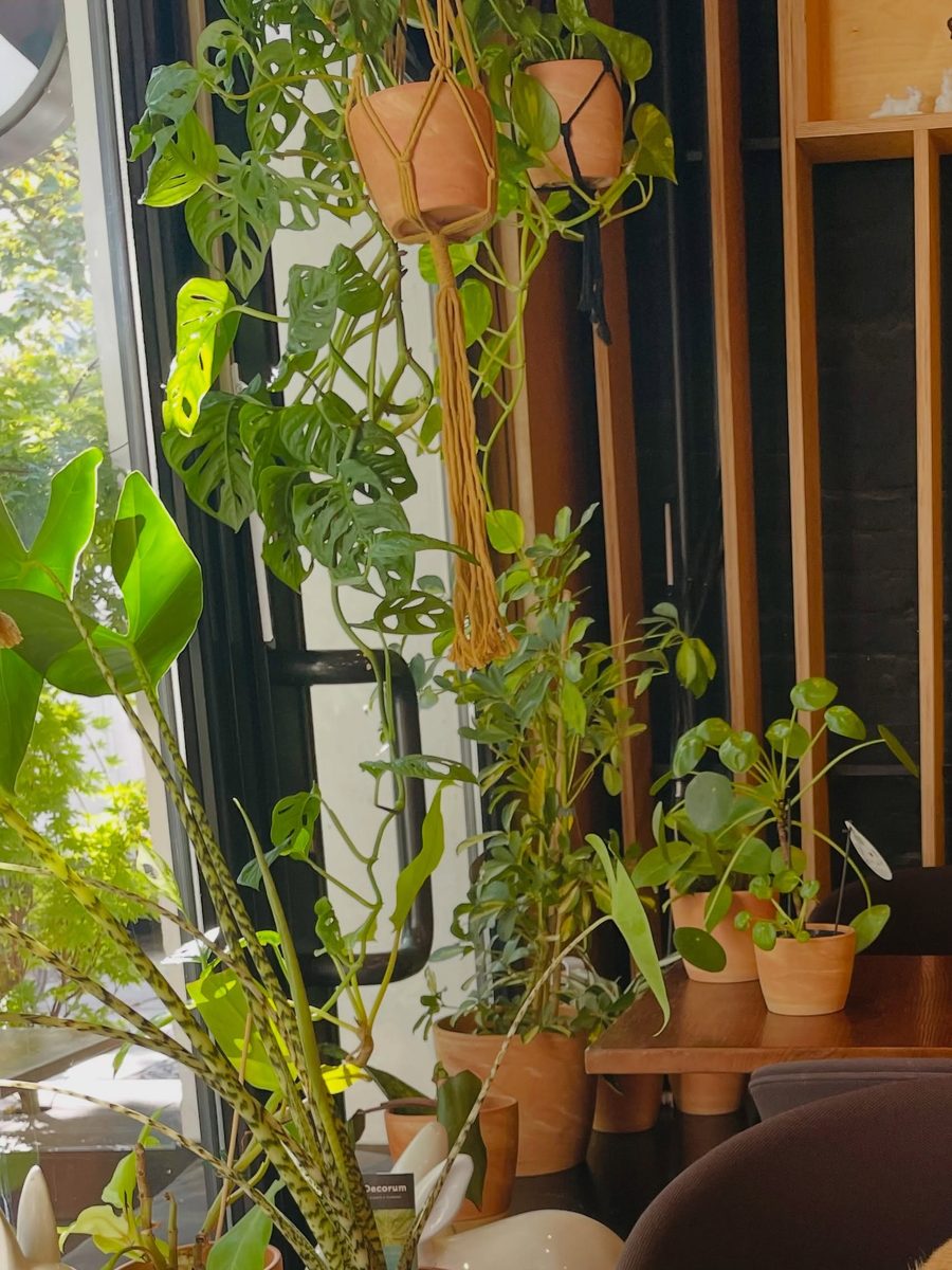 Pflanzen in Tontöpfen am Fenster des Cafés