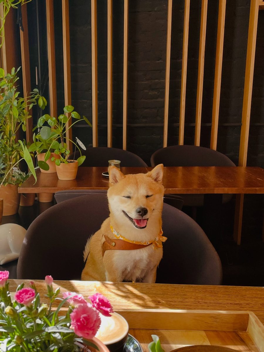 Ein Hund sitzt am Tisch zwischen Pflanzen und Blumen